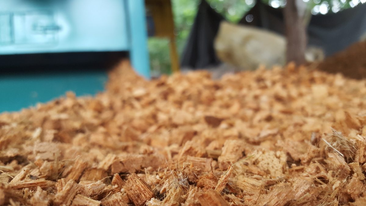 Chips de Coco como Camada de Drenagem em Vasos