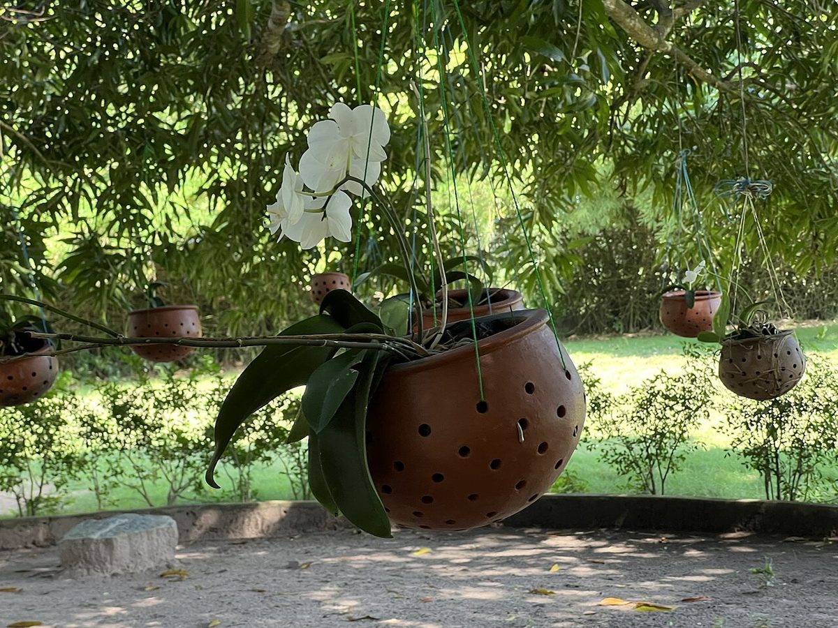 Coconut Husk Chips for Orchids and Epiphytes