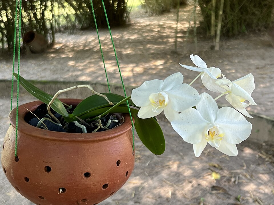 Orquídeas