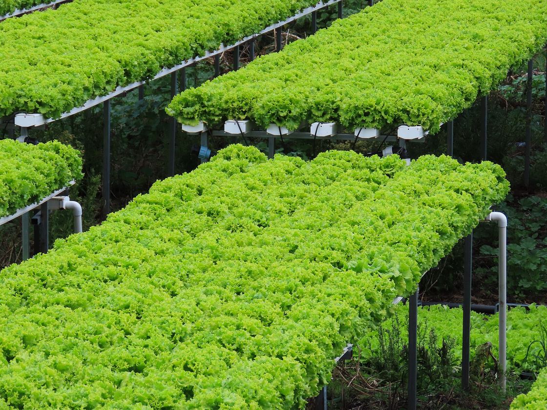 Alface em cultivo hidropônico