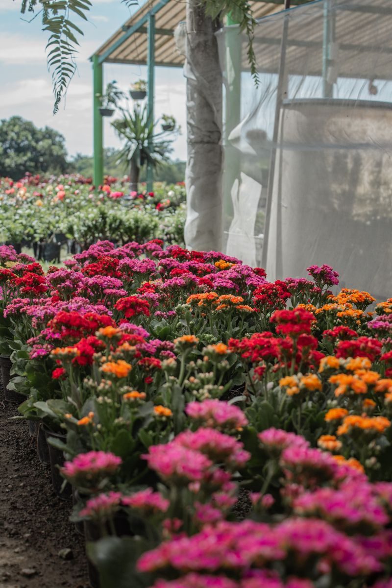 para Flores e Plantas Ornamentais