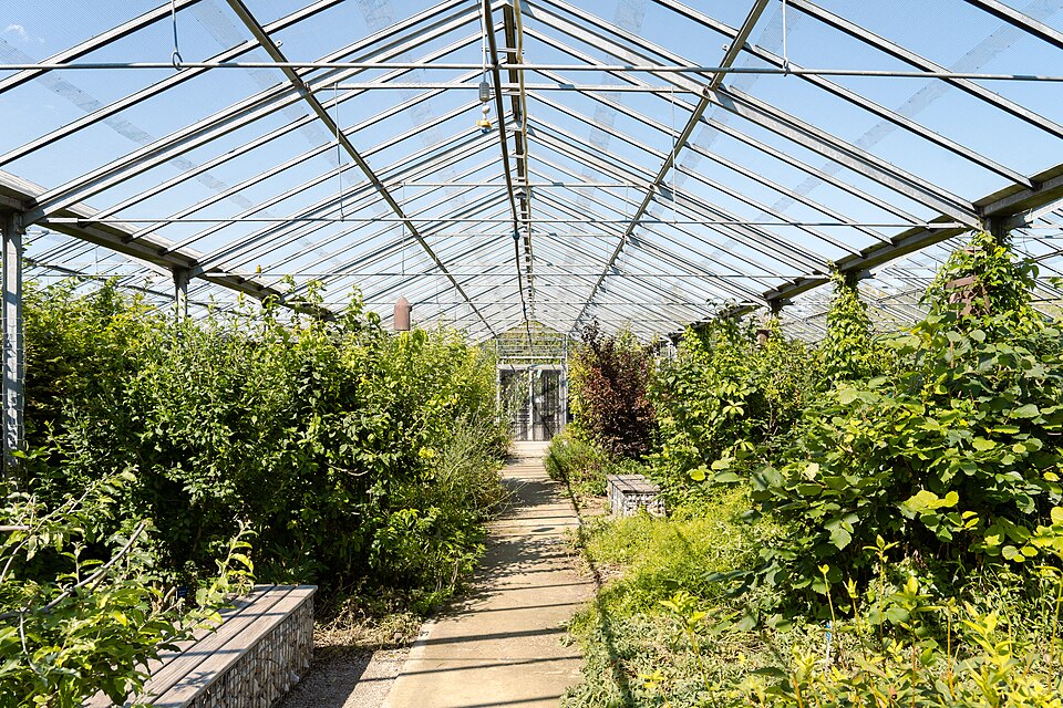 Interior de estufa com plantas cultivadas