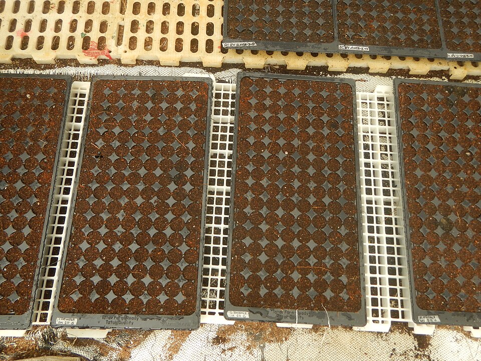 Coir Pith Substrate for Vegetable Seedling Trays
