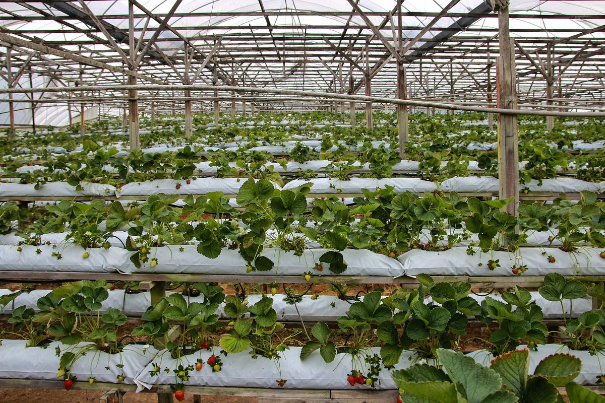 Morangos cultivados em bancada suspensa com substrato, sob estufa