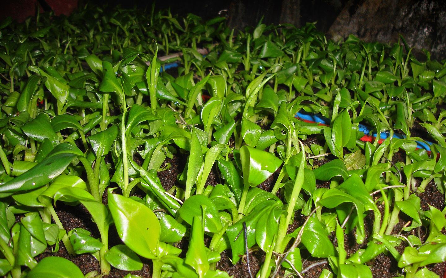 Mudas de bananeira micropropagadas em aclimatação após saírem do meio de cultura
