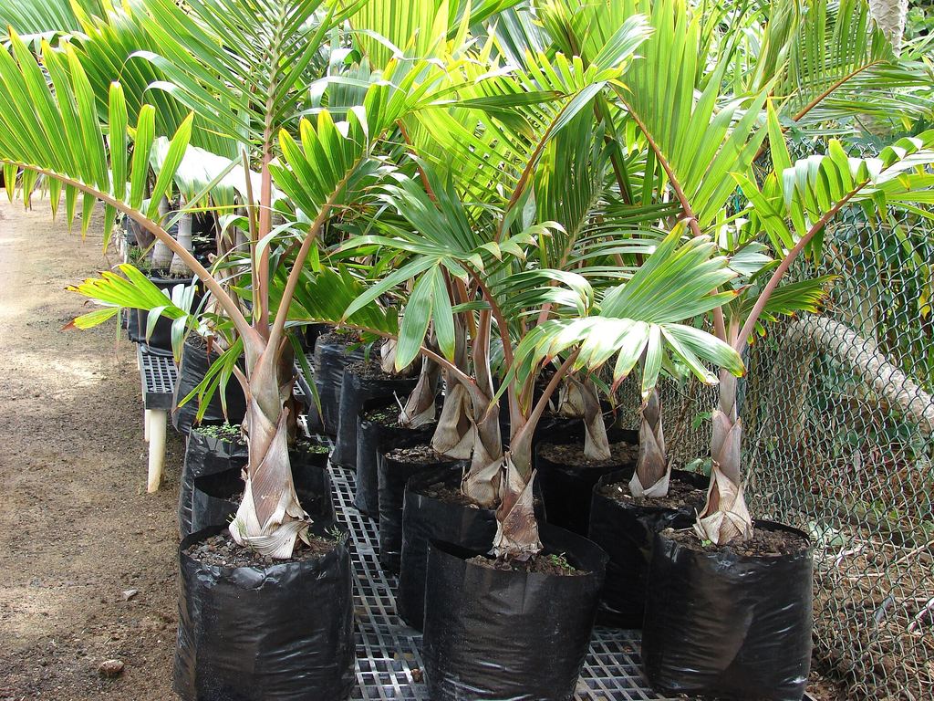Palmeiras-garrafa (Hyophorbe lagenicaulis) em vasos plásticos em viveiro, Maui, Havaí