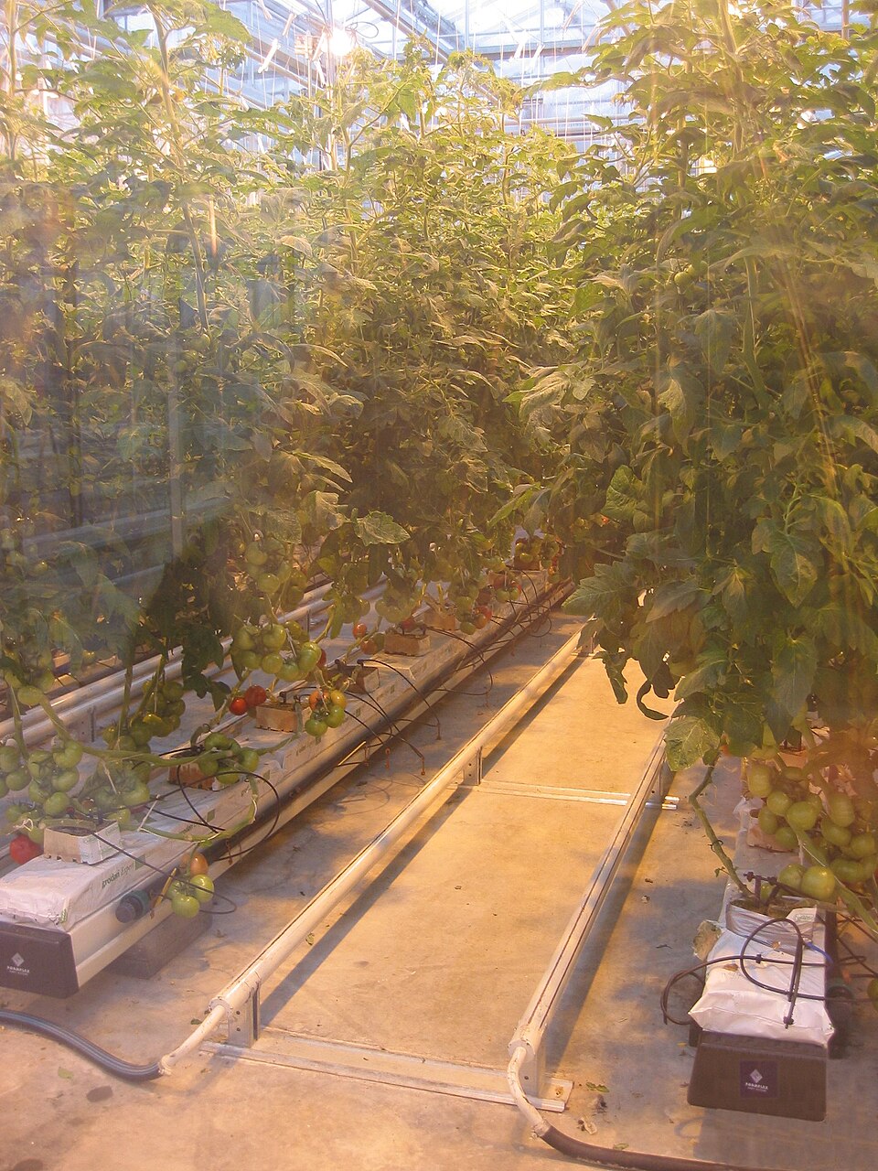 Coir Pith Substrate for Semi-Hydroponic Tomato Production