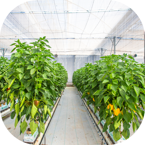 Cultivo de hortaliças em substrato de coco