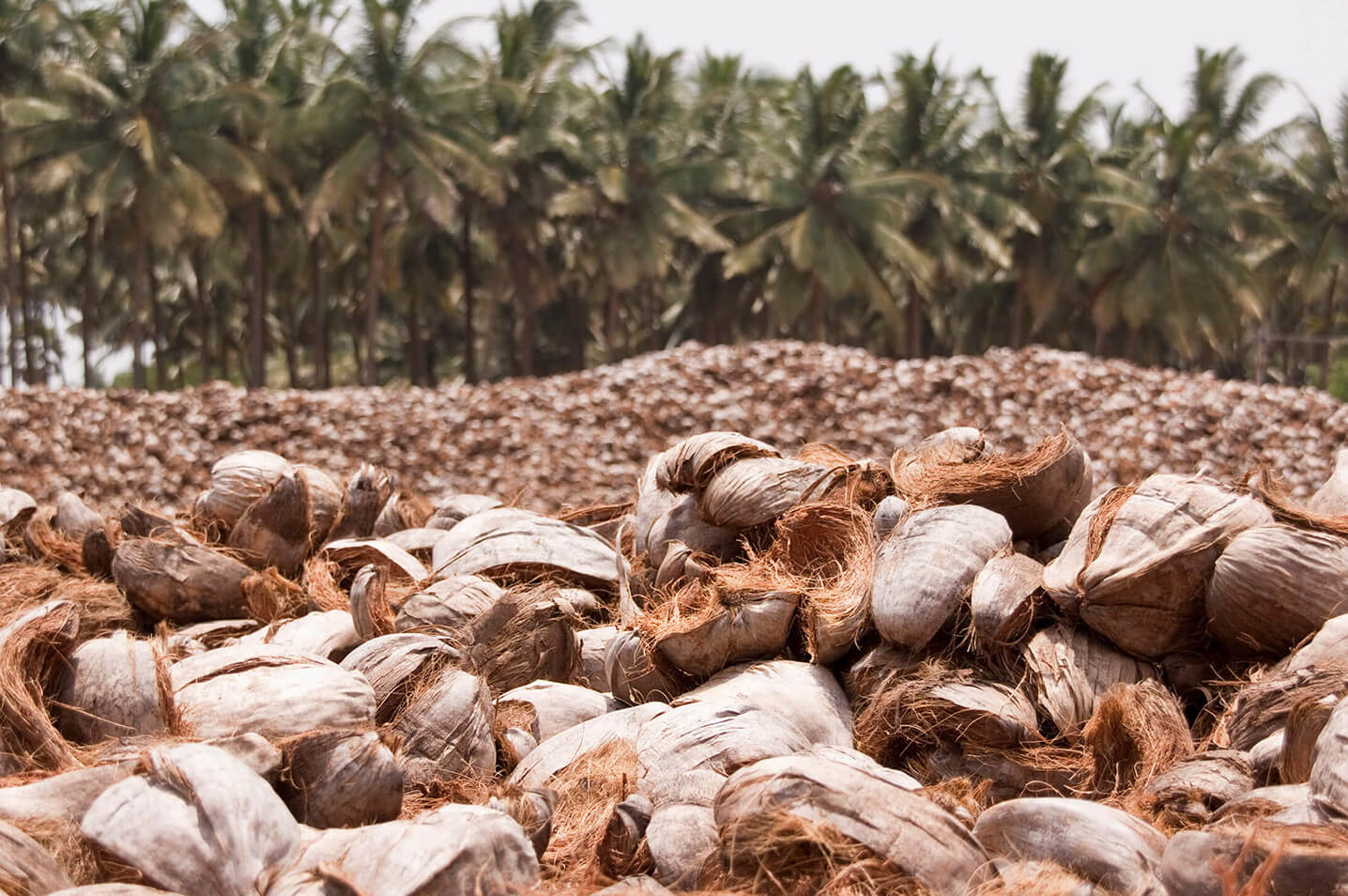 Casca de coco seco, matéria-prima do Ceará