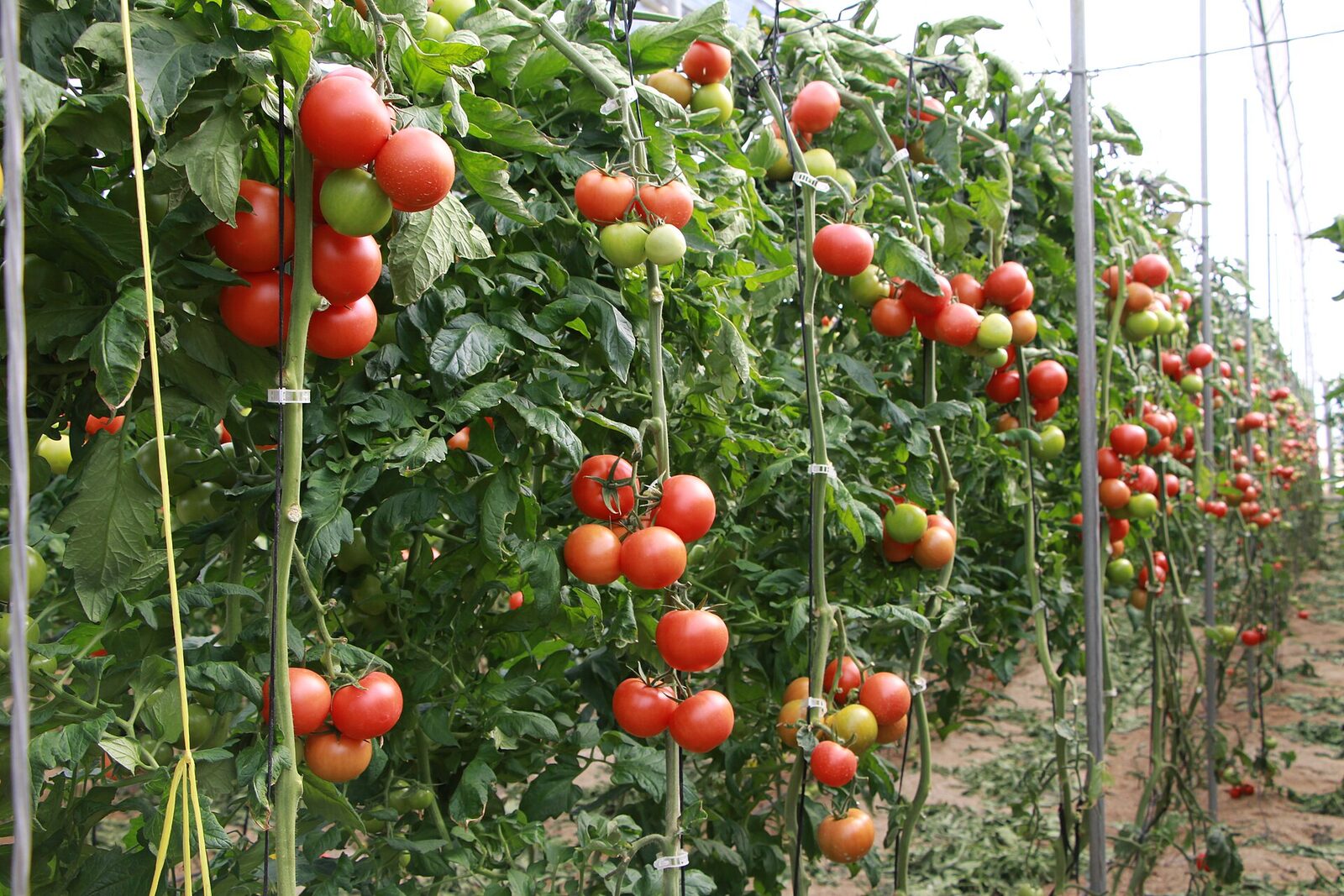Estufa de tomates em Almeria, Espanha