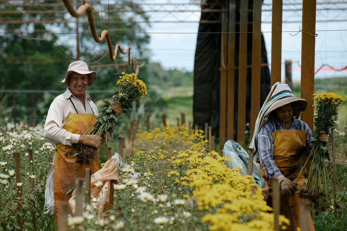 Workers picking flowers in a chrysanthemum plantation in Holambra, Brazil