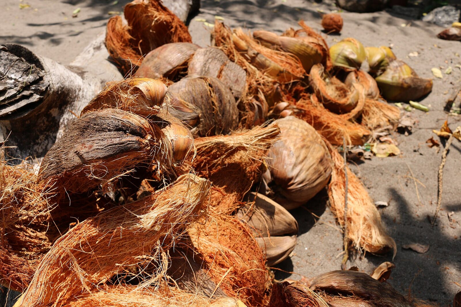 Cascas de coco secando ao sol no Sri Lanka