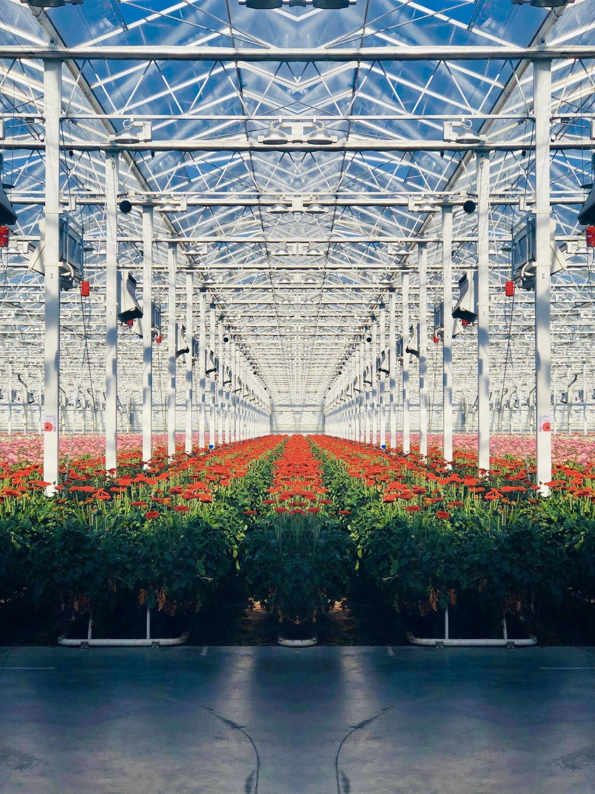 Moderne kas met rijen tomatenplanten in het Westland, Nederland
