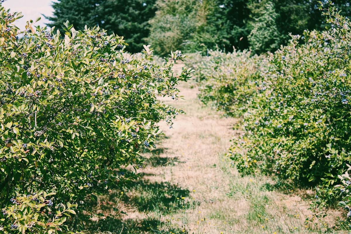 Blueberry farm rows stretching across green fields in Peru
