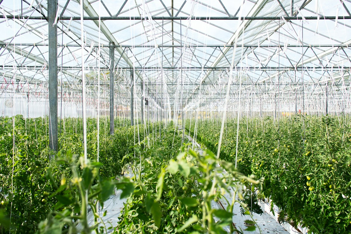 Glass greenhouse with rows of tomato plants in Turkey